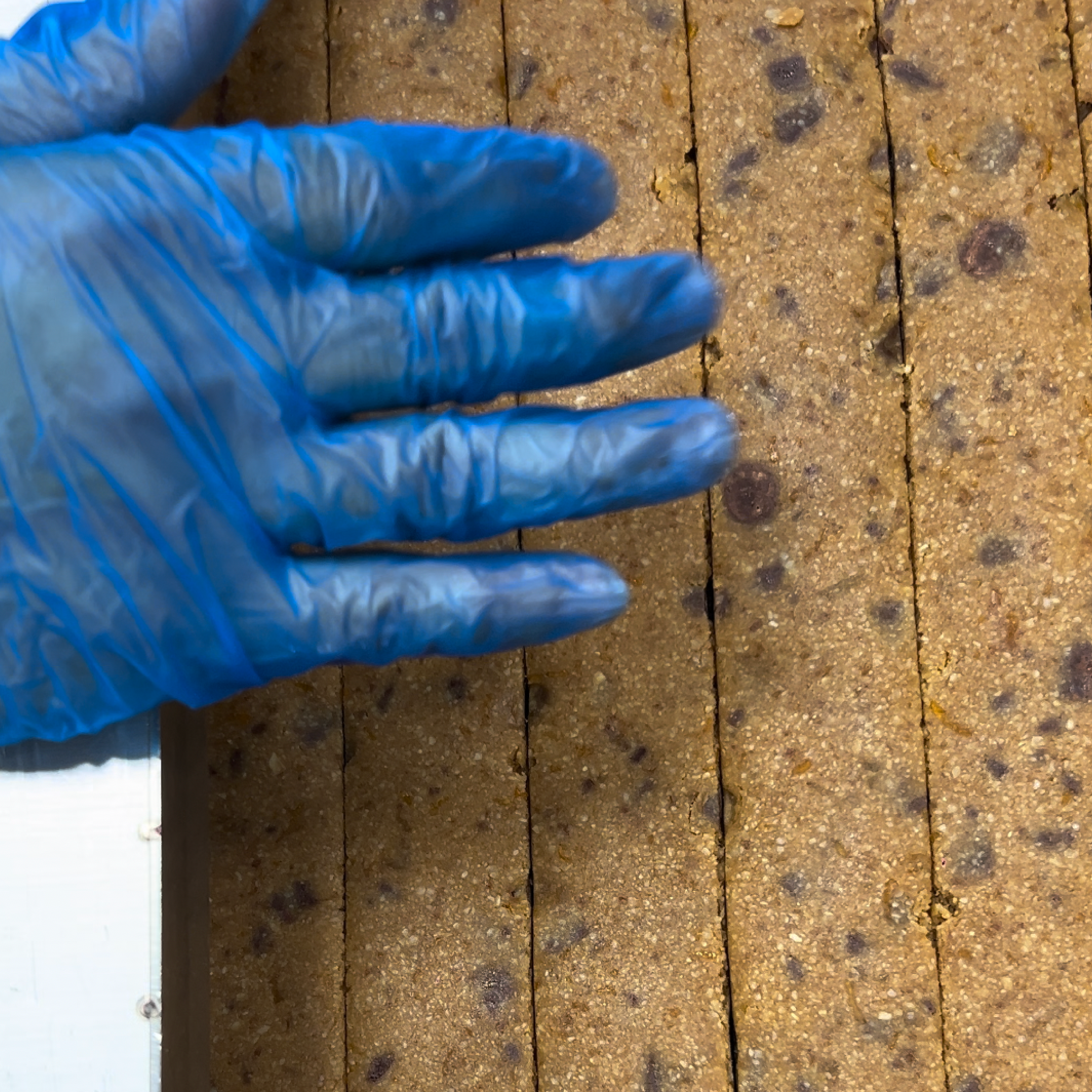 cranberry choco-chip