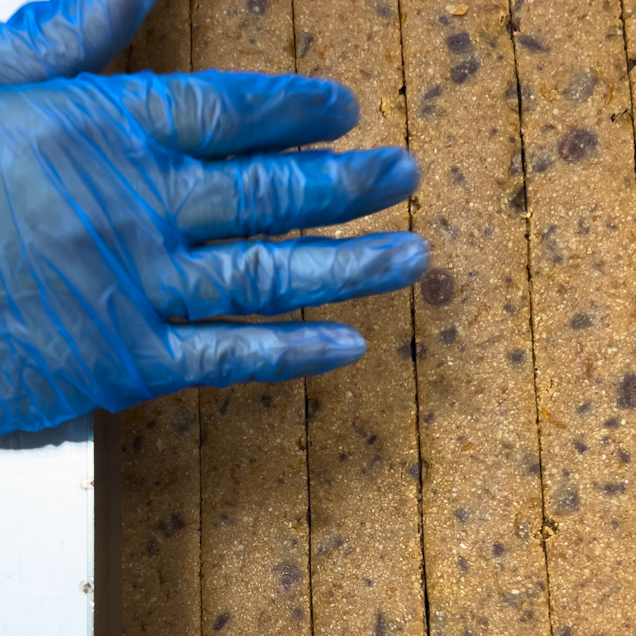 cranberry choco-chip